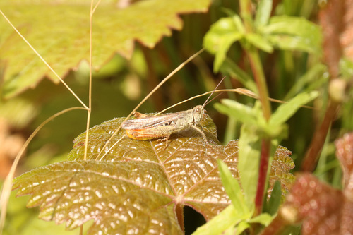 Common field grasshopper
