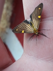 Phaeochlaena lampra