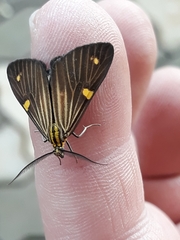 Phaeochlaena lampra