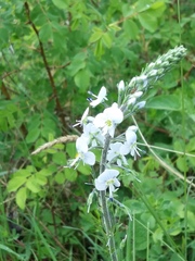 Veronica gentianoides