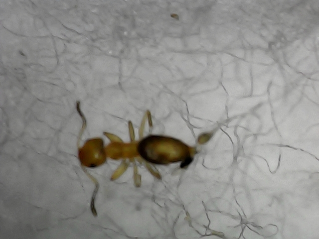 Brachymyrmex pictus