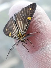 Phaeochlaena lampra