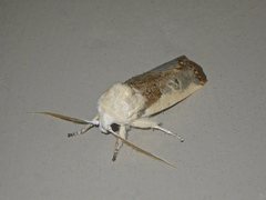 Cryptophasa albacosta