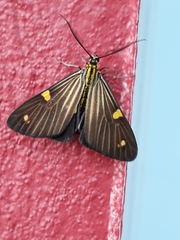 Phaeochlaena lampra