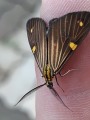 Phaeochlaena lampra