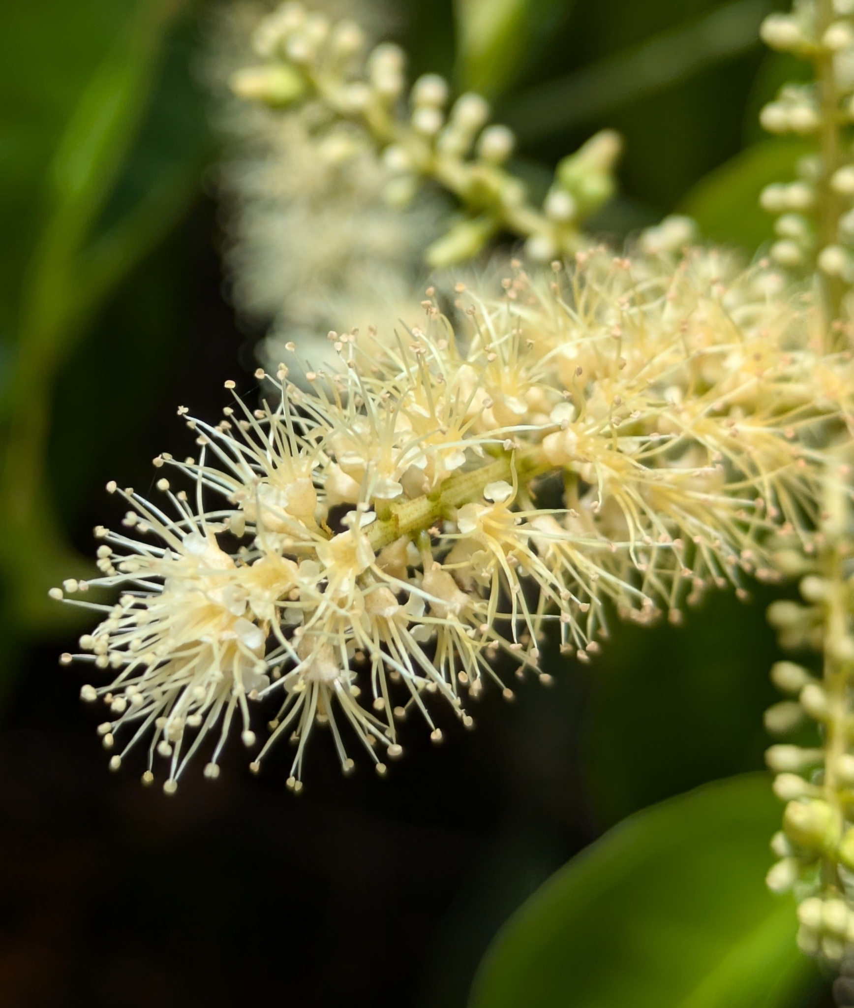 Imagem de Molungu-do-cerrado