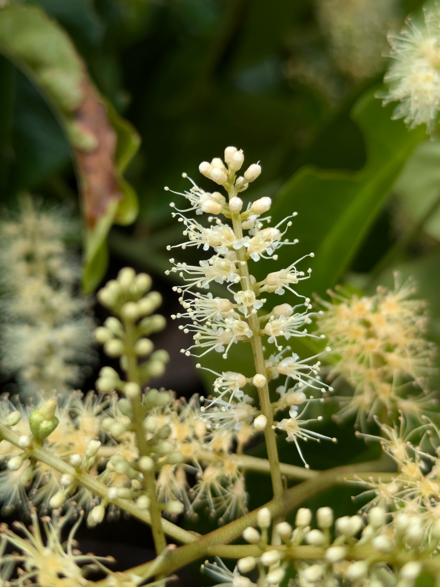 Imagem de Molungu-do-cerrado