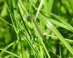 Coenagrion puella