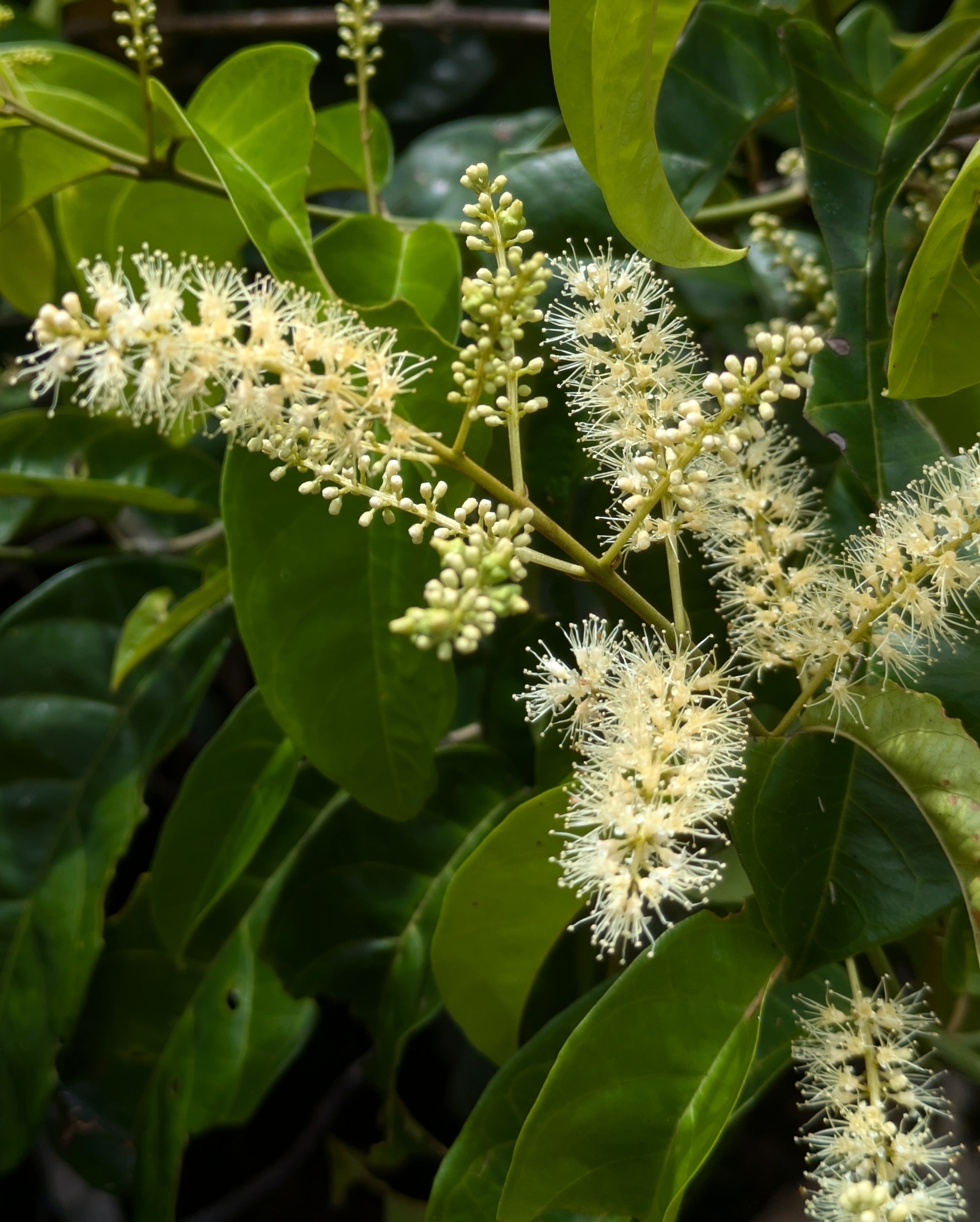 Imagem de Molungu-do-cerrado
