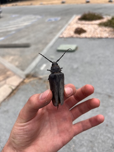Spined Woodborer photo 5
