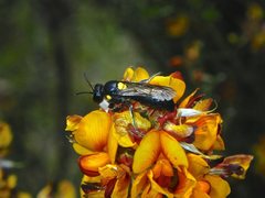 Amphylaeus morosus
