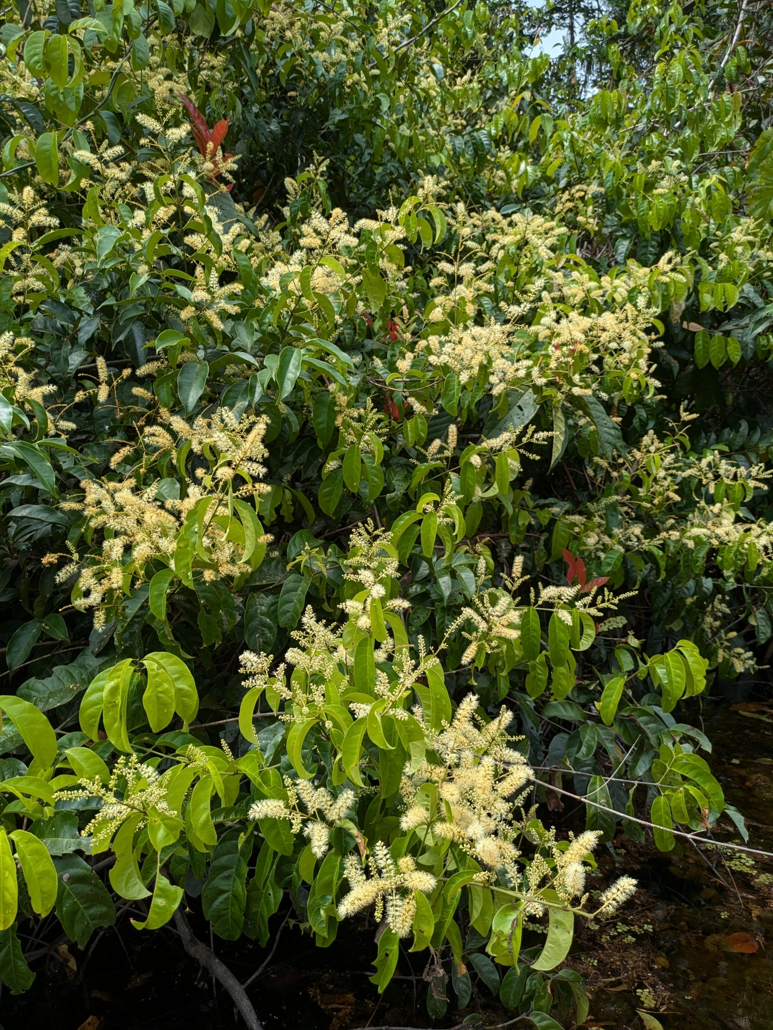 Imagem de Molungu-do-cerrado