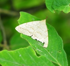 Pechipogo strigilata