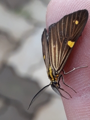 Phaeochlaena lampra