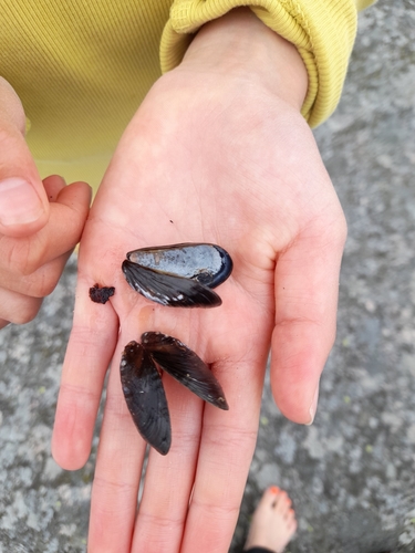 Northern Bay Mussel