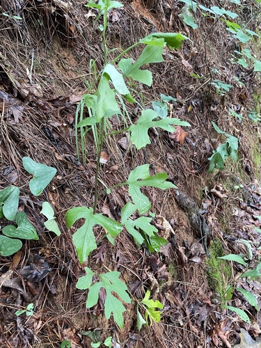 Image of Nabalus serpentaria by no rights reserved