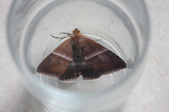 Parallelia calefaciens