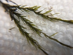 Fontinalis dalecarlica