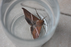 Parallelia calefaciens