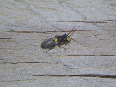 Hylaeus honestus