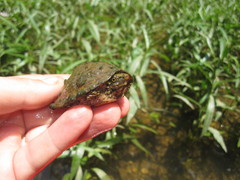 Sternotherus peltifer