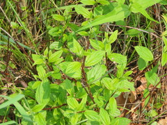 Ceanothus americanus