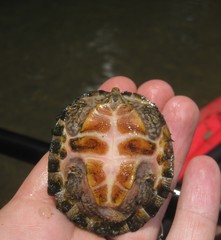 Sternotherus peltifer