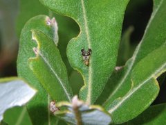 Spathulina acroleuca