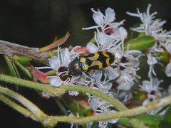 Castiarina flavopicta