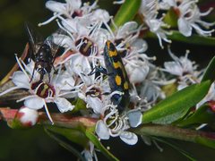 Castiarina flavopicta