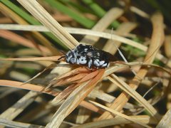 Thyreus caeruleopunctatus
