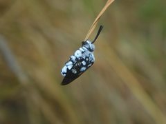 Thyreus caeruleopunctatus