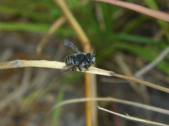 Pseudoanthidium repetitum