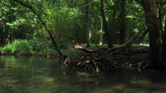 Sternotherus peltifer