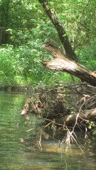 Sternotherus peltifer