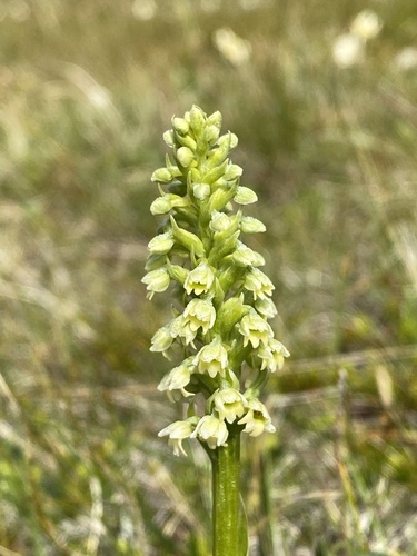Image of Pseudorchis straminea by (c) Terry Instone, some rights reserved (CC BY)