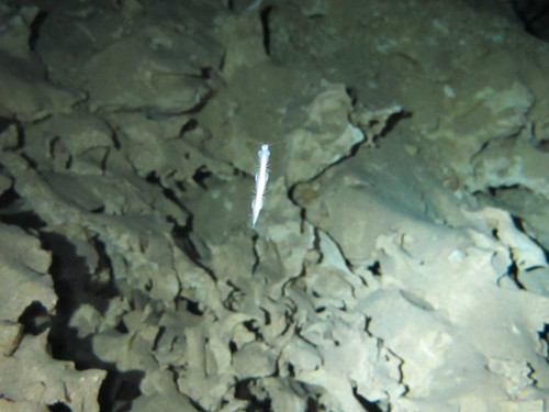 Xibalbanus tulumensis (Xibalbanus tulumensis)