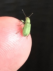 Pachyrhinus lethierryi