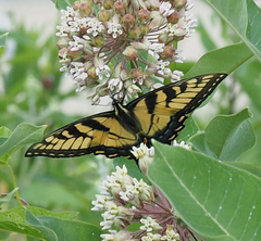 Papilio glaucus