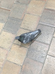 Columba livia domestica