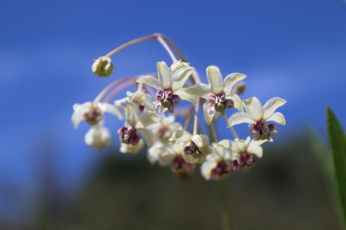 Gomphocarpus fruticosus × physocarpus