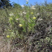 Hybrid Balloonplant - Photo (c) Nuno Filipe Bastos, some rights reserved (CC BY-NC), uploaded by Nuno Filipe Bastos