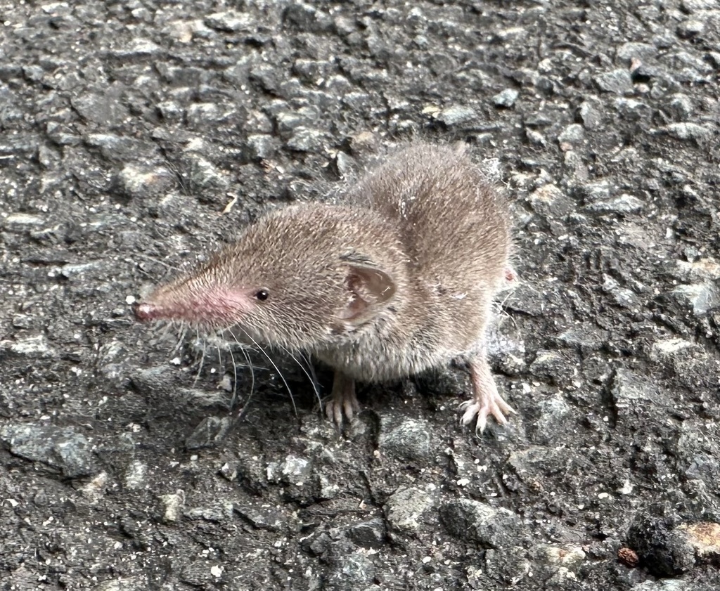 South European White-toothed Shrew, photo 1 of 10