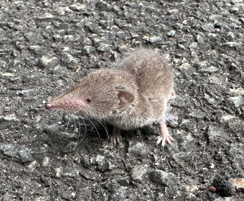 South European White-toothed Shrew (Crocidura fimbriata) — Data Deficient Mammalia