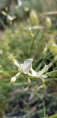 Astragalus cusickii