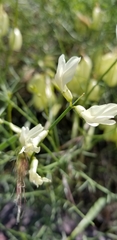 Astragalus cusickii