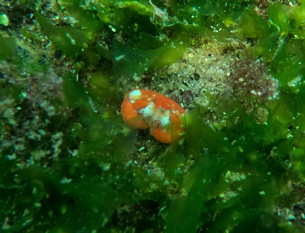 Platypodiella rotundata