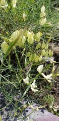 Astragalus cusickii