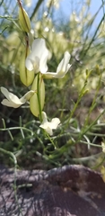 Astragalus cusickii