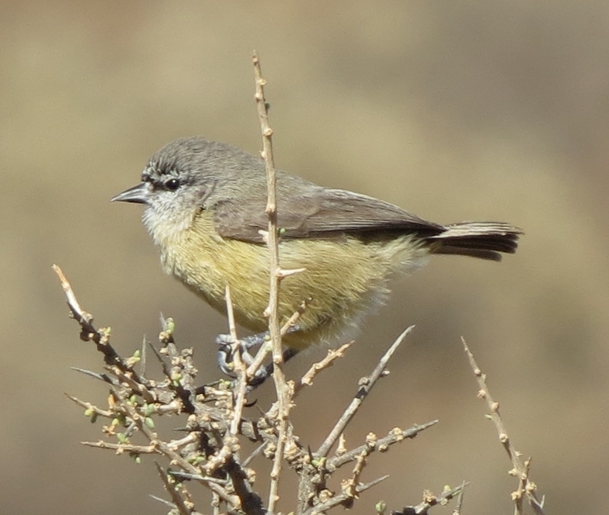 Cape Penduline Tit
